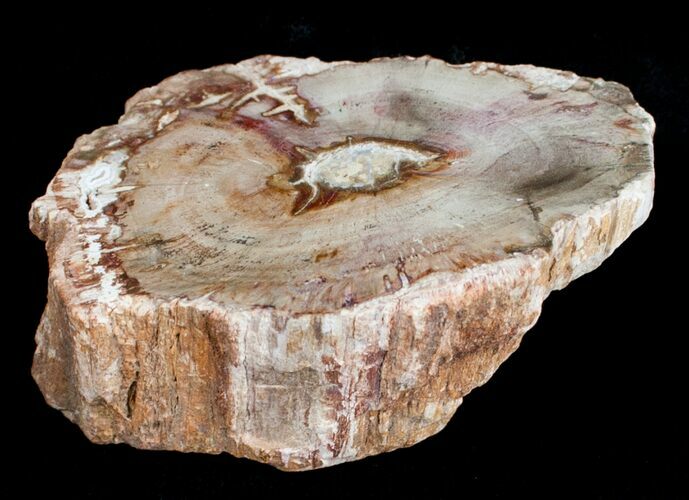 Petrified Wood Limb Slice - Madagascar #4344